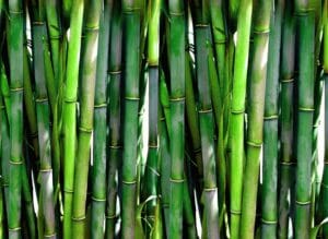 Bambus jest EKO